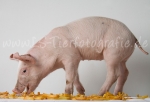 03 Schwein gehabt